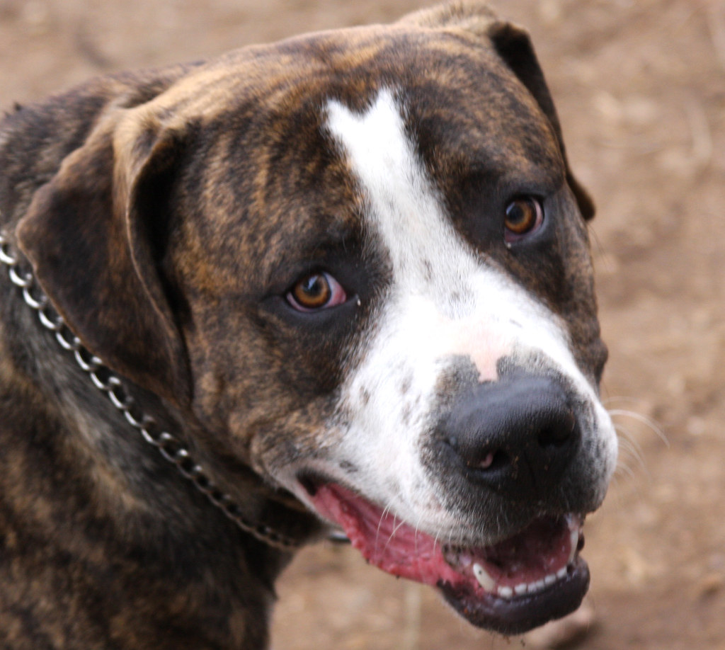 Brindle and white dog with a chain collar, close-up